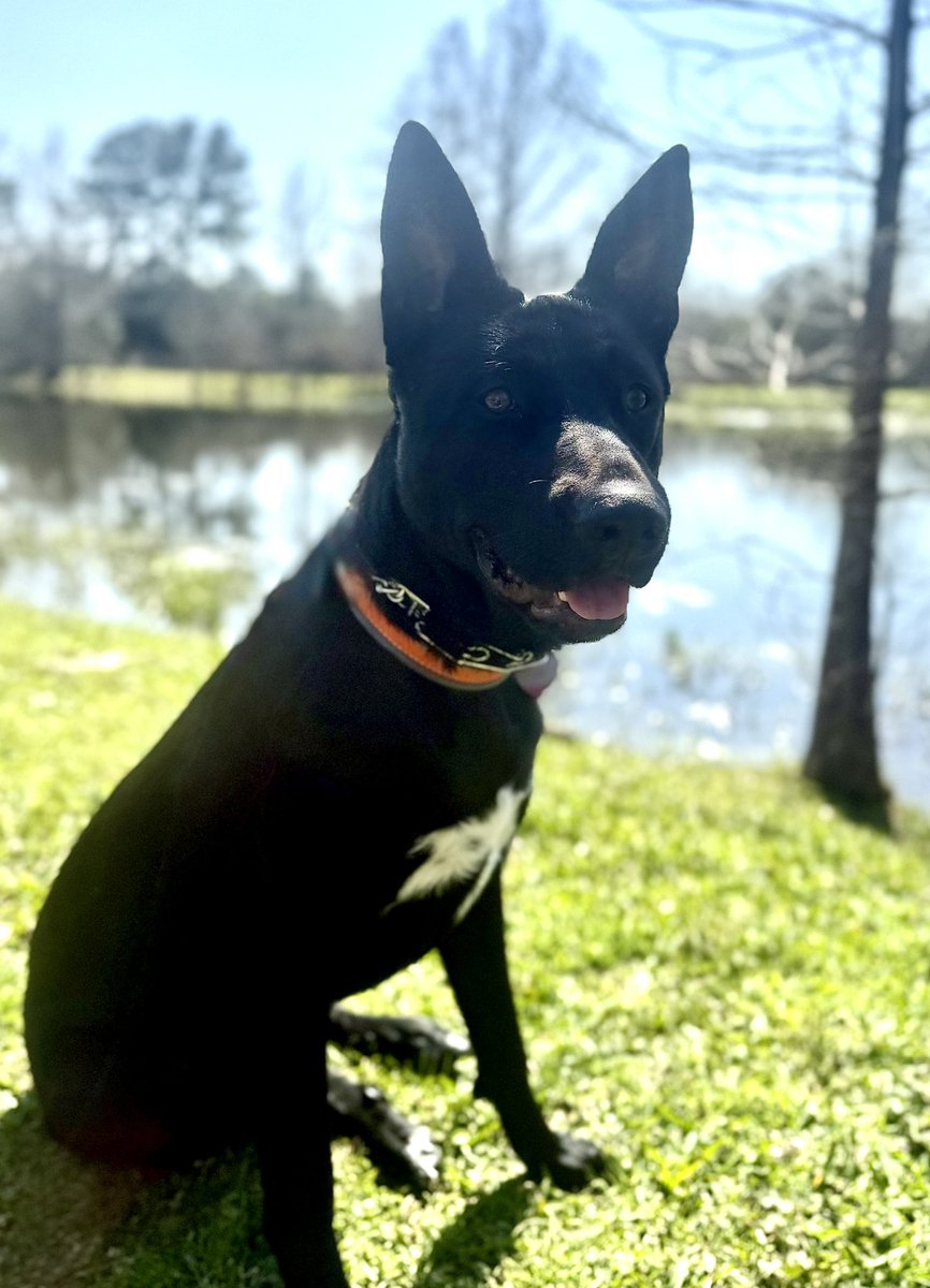ameyetc's tweet photo. And then there’s Malcolm. My heart and soul ' on four legs.
He’s training to be my service dog—and already helps me through long, sleepless nights.
We match breaths. I feel his heartbeat. That’s how I get through. https://t.co/H9QgtOwxVj