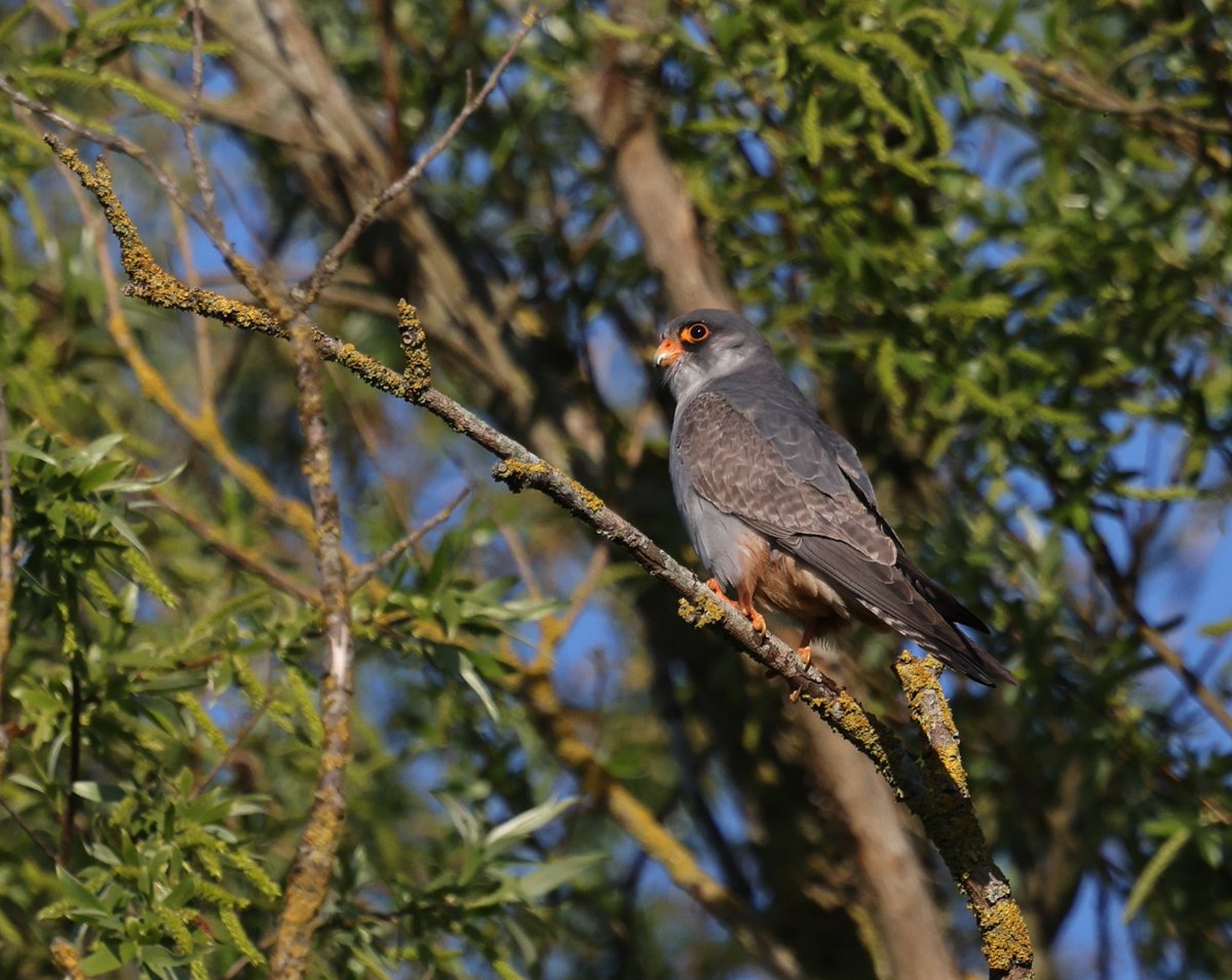 Ruth Watson tweet media