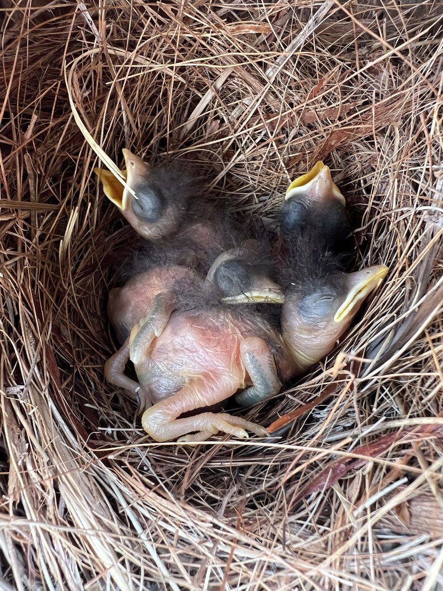 Native Bird Boxes (@nativebirdboxes) on Twitter photo Always happy to share a little glimpse of what it is we do….Prime nesting season!
#NeverGetsOld
#GolfCourse
#Golf #Birdhouse
#UrbanGreenSpace
#Nature #Birds #Wildlife #Volunteer <a href="/NativeBirdBoxes/">Native Bird Boxes</a> <a href="/GCSAA/">GCSAA</a> <a href="/FGCSA/">Florida GCSA</a> <a href="/AudubonIntl/">Audubon Int'l</a> <a href="/CMAA/">Club Management Association of America</a>
youtu.be/RdguGRmZxq0?si… Always happy to share a little glimpse of what it is we do….Prime nesting season!
#NeverGetsOld
#GolfCourse
#Golf #Birdhouse
#UrbanGreenSpace
#Nature #Birds #Wildlife #Volunteer <a href="/NativeBirdBoxes/">Native Bird Boxes</a> <a href="/GCSAA/">GCSAA</a> <a href="/FGCSA/">Florida GCSA</a> <a href="/AudubonIntl/">Audubon Int'l</a> <a href="/CMAA/">Club Management Association of America</a>
youtu.be/RdguGRmZxq0?si…