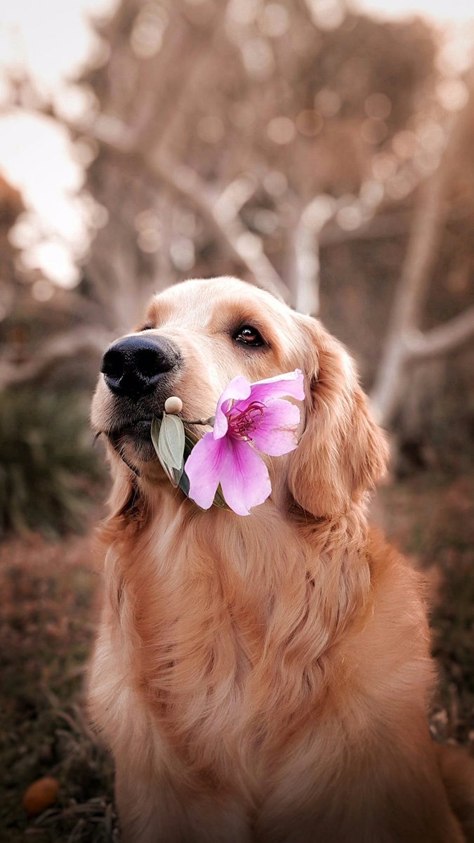 marie_nassar's tweet image. Good morning X-Friends…Happy Saturday ☕️🌷🍃🐕🩷🧡
#SaturdayMorning 🌷 #CoffeeTime ☕️ #DogsLover 🐕 #HappyWeekend ☀️ #StayPositive 💗 #PeaceAndLove 🕊️