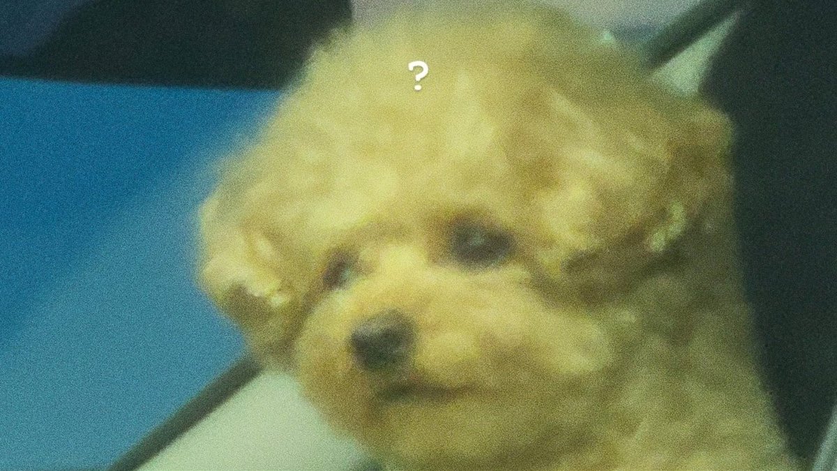 taehyung can’t help but expand the puppy 📸 collection