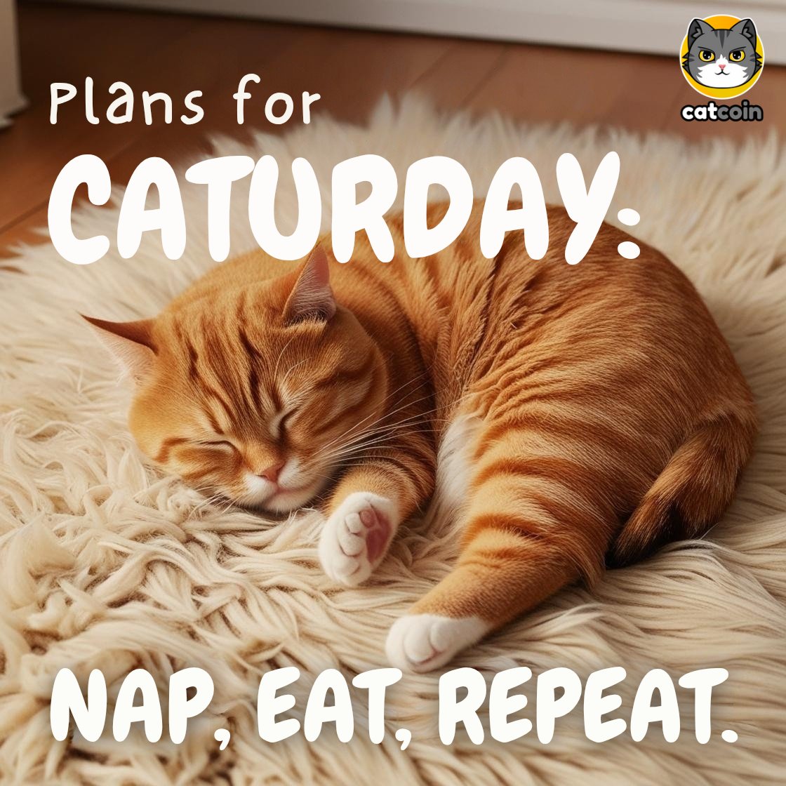 Rock them Caturday plans. Meow! - $15 #USDT

• Follow <a href="/officialcatcoin/">Official Catcoin</a>
• Retweet
• And comment #Catcoin #Caturday #giveaway 

24 hours