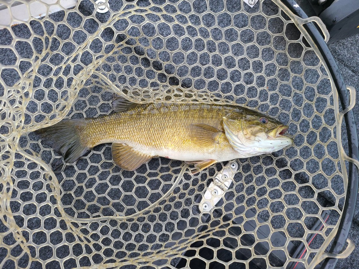 今年の桧原湖初バス😁