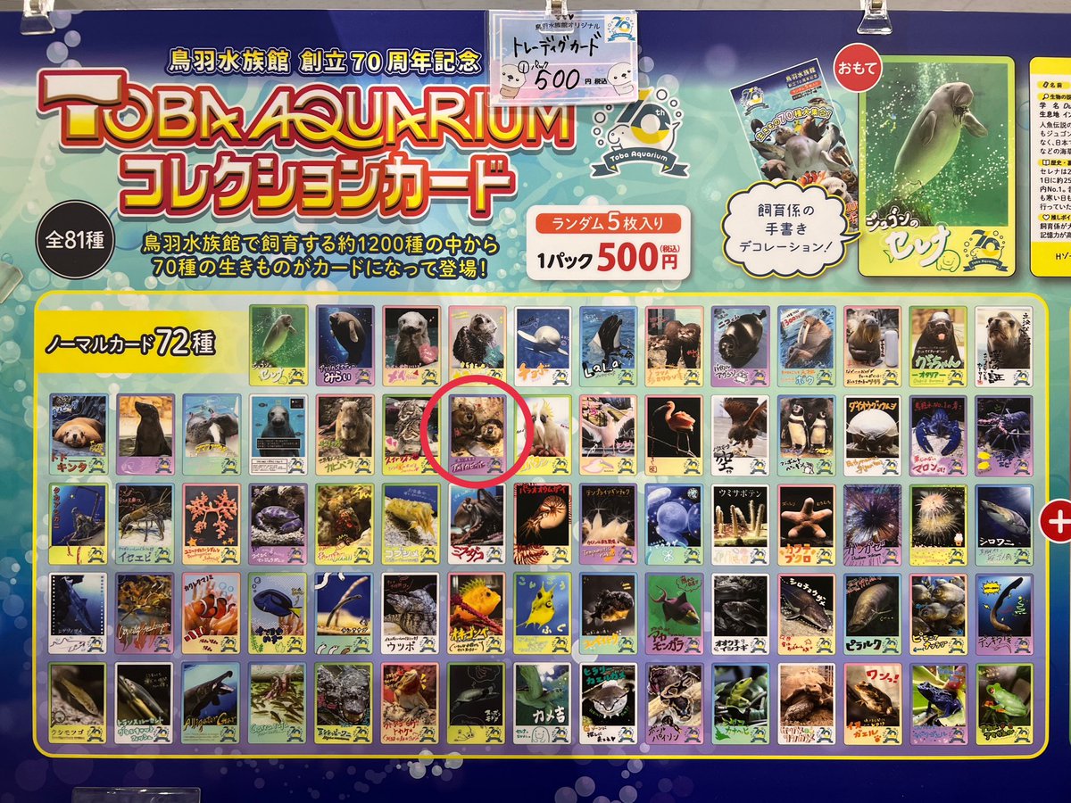 鳥羽水族館70周年記念 コレクションカード ニコ（レア）＋ノーマル10枚 Amazon.co.jp: レア バイカルアザラシ ニコ 鳥羽水族館 70周年