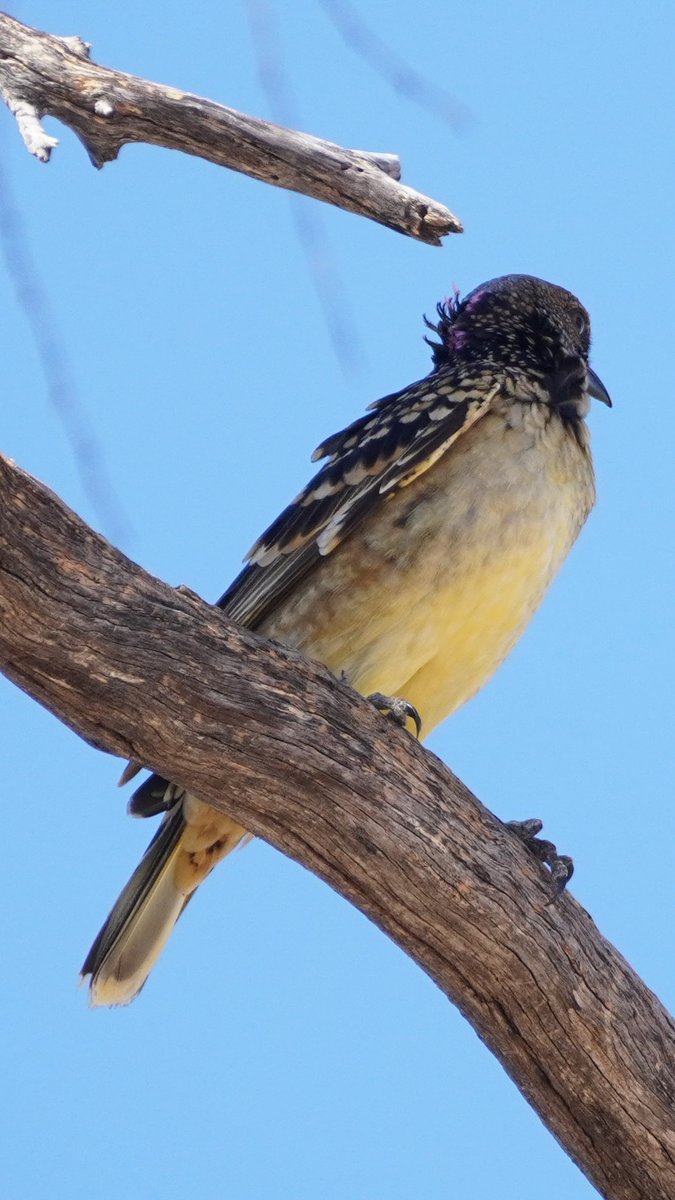 Robin Sinclair (@robinssci) on Twitter photo Got the first ever record of a Western Bowerbird at <a href="/awconservancy/">Australian Wildlife Conservancy</a>'s Mt Gibson Wildlife Sanctuary this morning. In the tree right behind my bedroom window.
Second pic shows a glimpse of the telltale purple crest ๐. Got the first ever record of a Western Bowerbird at <a href="/awconservancy/">Australian Wildlife Conservancy</a>'s Mt Gibson Wildlife Sanctuary this morning. In the tree right behind my bedroom window.
Second pic shows a glimpse of the telltale purple crest ๐.