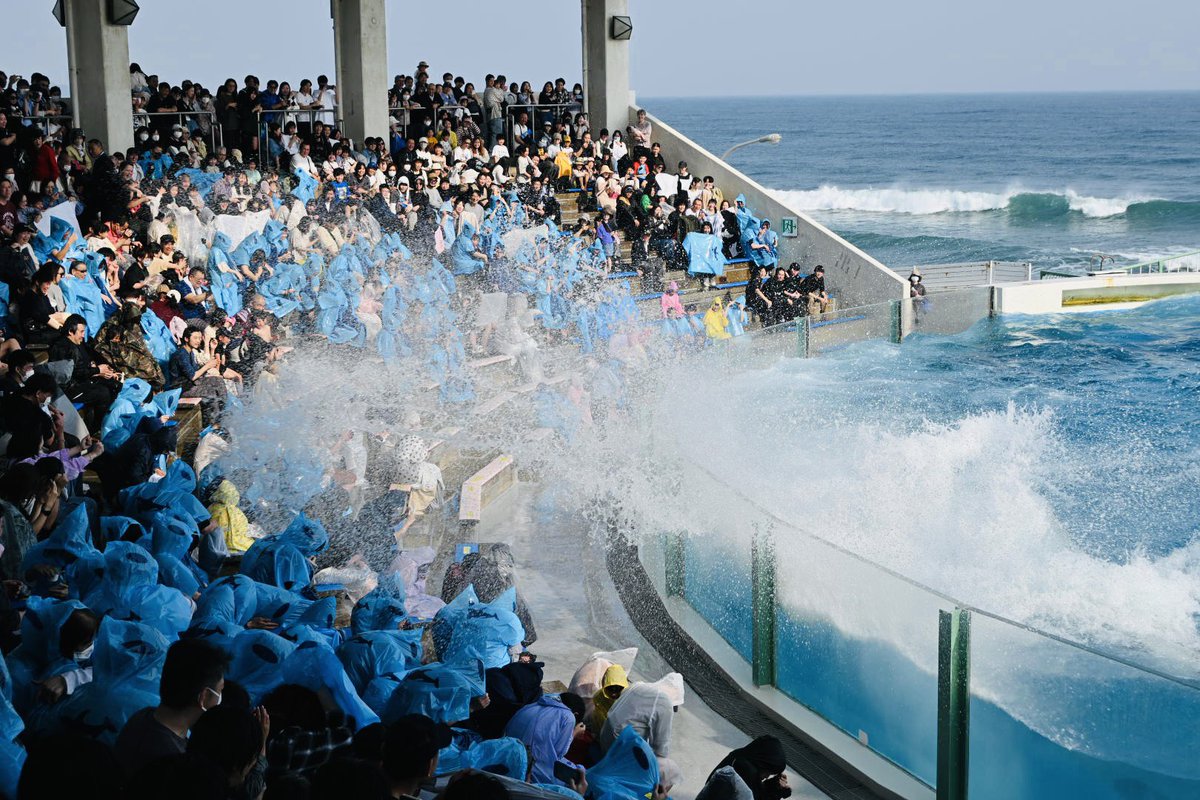 #鴨川シーワールド
#シャチ
#写真好きな人と繋がりたい