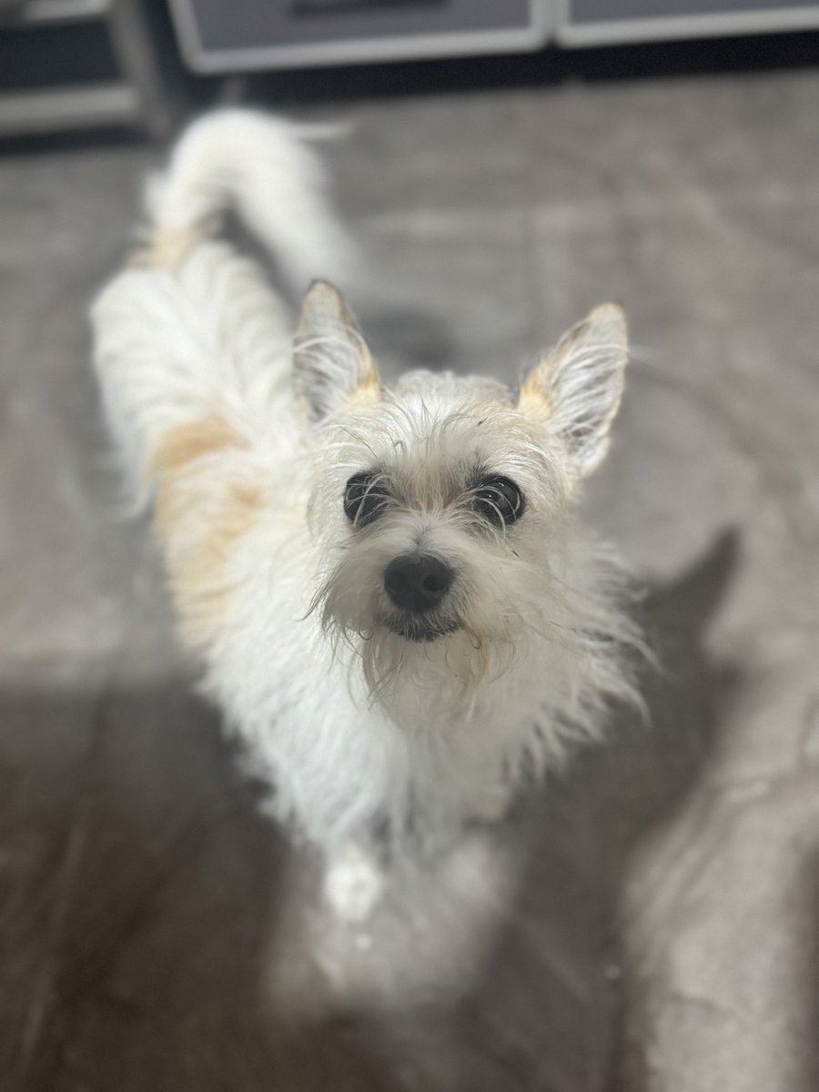 Picada, birrita,la pedigüeña de queso y #UnDinamoEsquizo <a href="/UnDinamo/">UnDinamo</a>