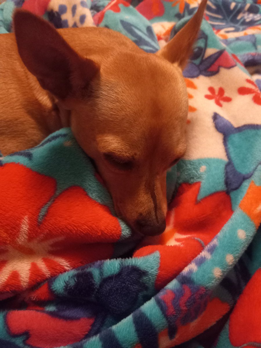 sassypeach08's tweet photo. The many poses of Sweet Roxie
#Dogsareamazing 🐾 ♥ 🐾 https://t.co/9oNOzCH0JV