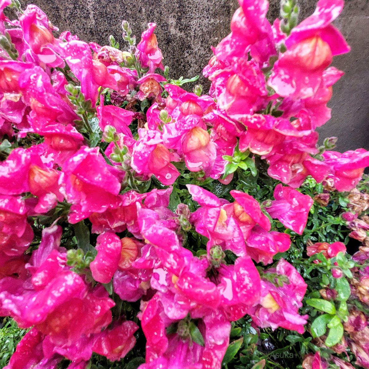 yumeasutw's tweet photo. 小雨が降る土曜日の朝🌧️
#水玉 を纏いしっとりの #金魚草 ♥

予想最高/最低気温🌡️20℃/14℃
雨のち曇り☔→☁️
午前中は雨が降ったり止んだり
午後は雲が多く日中は過ごしやすい陽気となりそうです☁️☁️☁️

#キンギョソウ #庭花 #花 #Flower
#イマソラ #雨の日
#空の名前
#a2025 #a0510 #a202505 https://t.co/AMQwIFwPZK