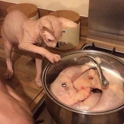 Punch Cat (@punchingcat) on Twitter photo 