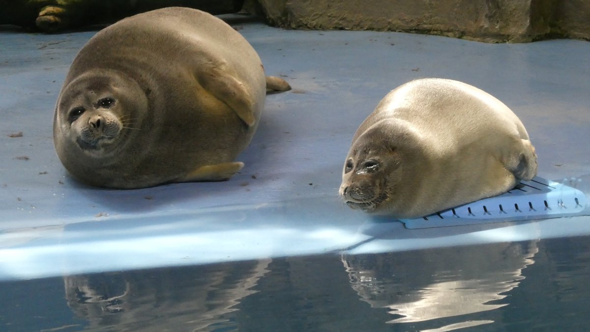 shu_1aquarium's tweet photo. おはようございます☁️
定位置でくつろぐニコくん
#バイカルアザラシ 
2025.5.7  鳥羽水族館 https://t.co/WwFCHd5XOE