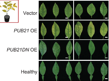 MartinOesterhel's tweet photo. Por primera vez, se logró controlar al huanglongbing (HLB, o “citrus greening”) en plantas de cítricos infectadas, gracias a una estrategia que estabiliza una proteína clave de defensa que el propio patógeno ha desestabilizado. https://t.co/n7a6rdIb1g