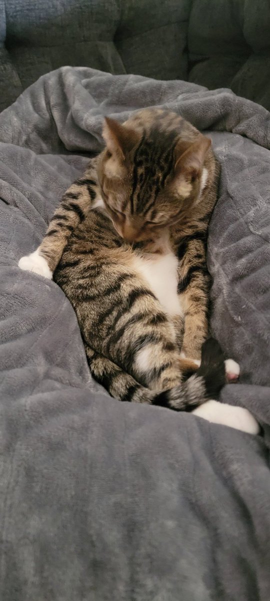 Rudedeck's tweet image. Decker from Eastvale (Calif) is listening tonight courtesy of the Panthers app!  🐀 #WorldFamousFormerTwitterSegment #TimeToHunt #ReignRed @LindsayBHockey