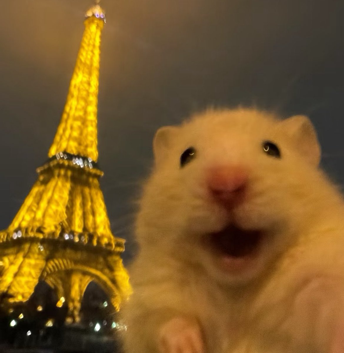 💖 (@twaniimals) on Twitter photo 