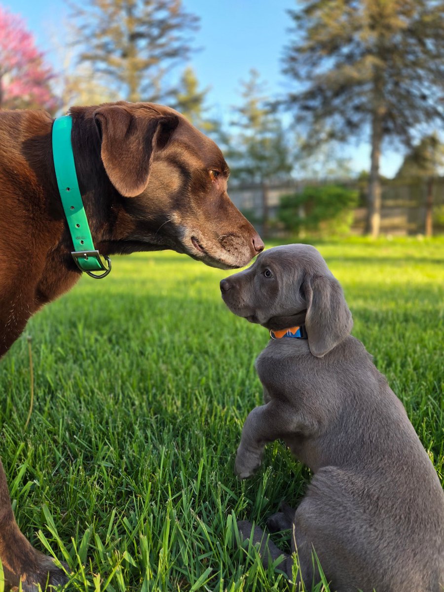 wiebengj's tweet image. Welcome to the family Zuma!