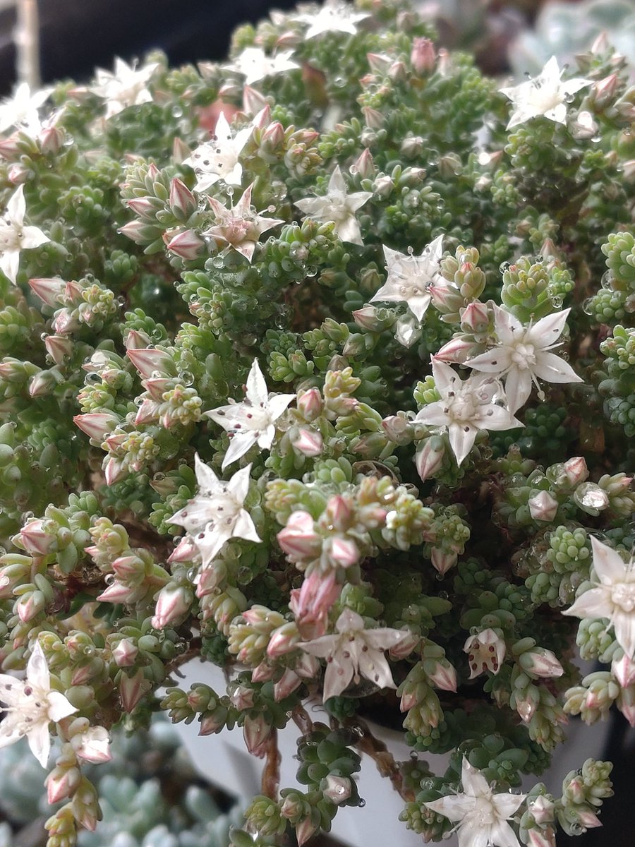 夜の雨でベランダの8割濡れてた。はじっこの多肉に水やりできてて助かる

ミルキーウェイの花が咲いた🤗