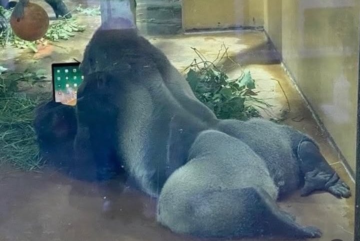 Splinter Nutricionista tweet media