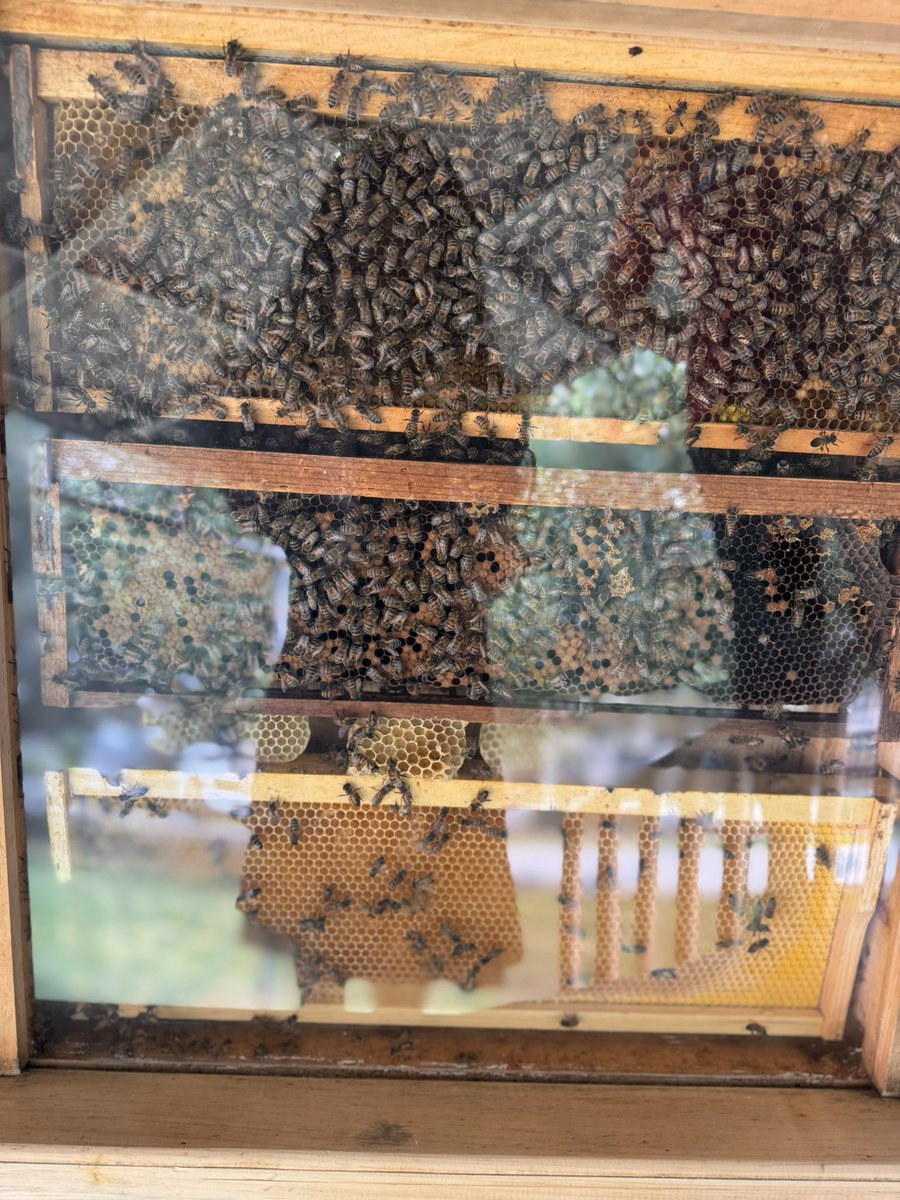 HelmsDLSchool's tweet photo. 🐝 The Bee and Me visited 1st-5th grade students this week, providing students with an experience about the importance of honeybees! 🐝 

Ask your child what they learned!

Thanks to  PTA for coordinating this learning opportunity! 🐝 

https://t.co/vRiP0TBmCz https://t.co/OC8fOEa0Jr