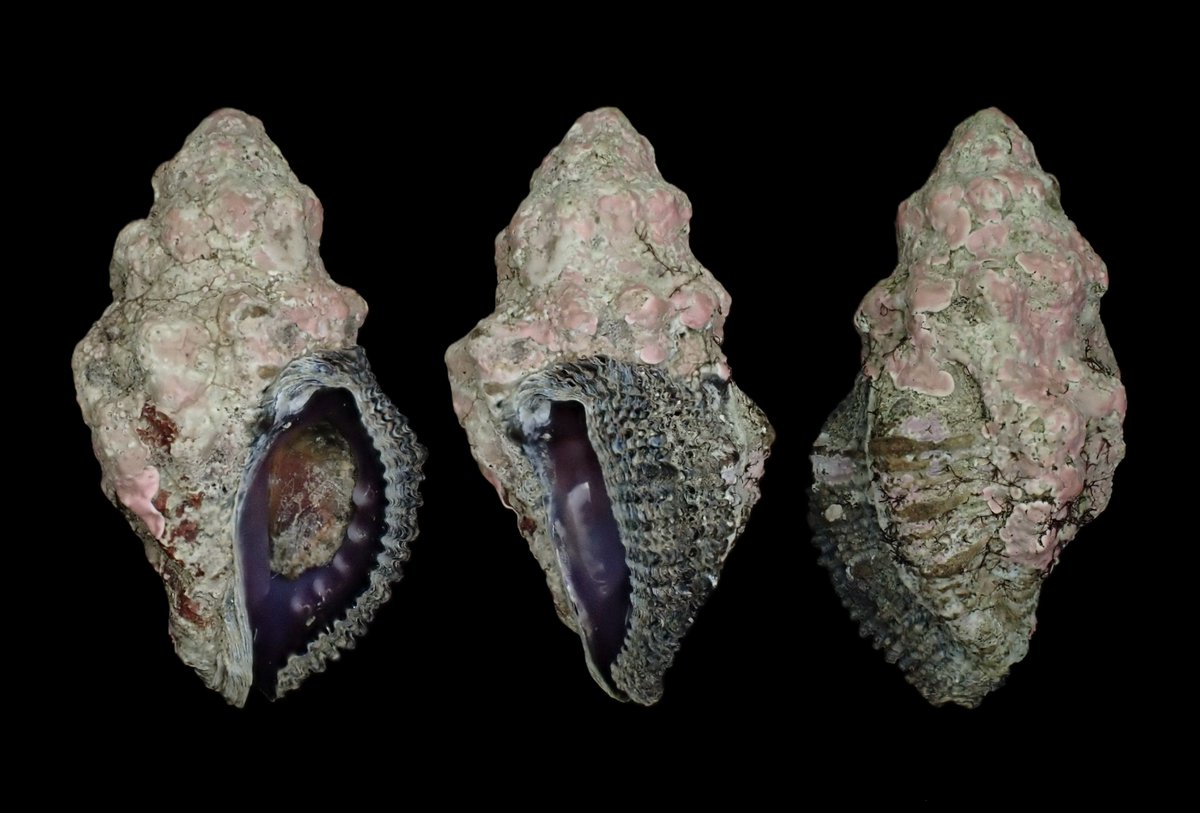 ウネレイシダマシDrupella margariticola23.8mm
アクキガイ科
千葉県南房総市　2025