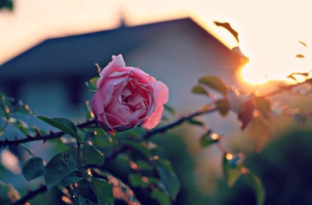 جاء الصـباح معانقا أحلاما
أهدى النجوم تبسُّمًا وسلاما

وأزاح عن وجه السماء نقابها
ليُـنيــرَ دربًا بالمنـى بسَّــاما

والطير غرّد للزهور مغازلا
فتهيم ذي الزهرات فيه غراما

طاب الصباح وطاب فيه عبيركم
ياربّ زدْ تلك القلوب وئاما

#بنت_الليثي
#يخبرنى_الصباح 
#صباحي_أنت