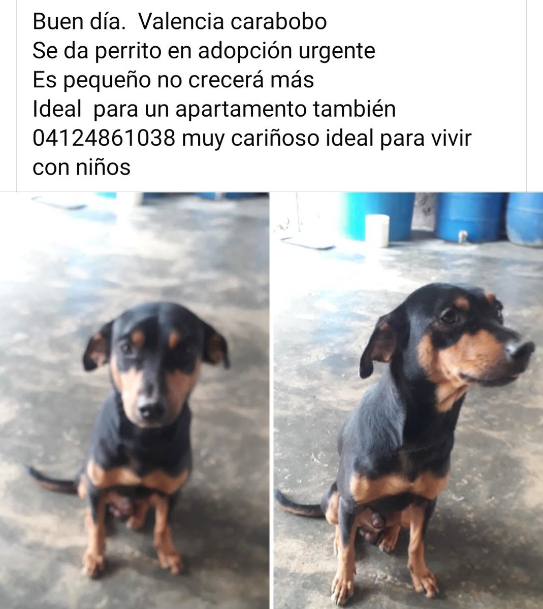 Esta hermosa ternurita busca una casita para ser feliz. Esa carita está llena de amor para compartir con una familia responsable.