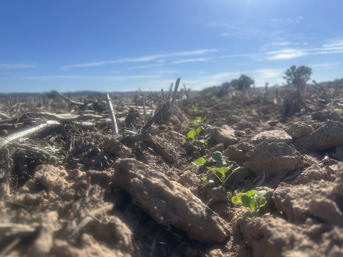 Victory V55-04TF Canola up and away near Grenfell following Faba Beans 🫘 in ‘24. Reasonable plant numbers given a dry start.
#Canola25
#GrowmoreAg