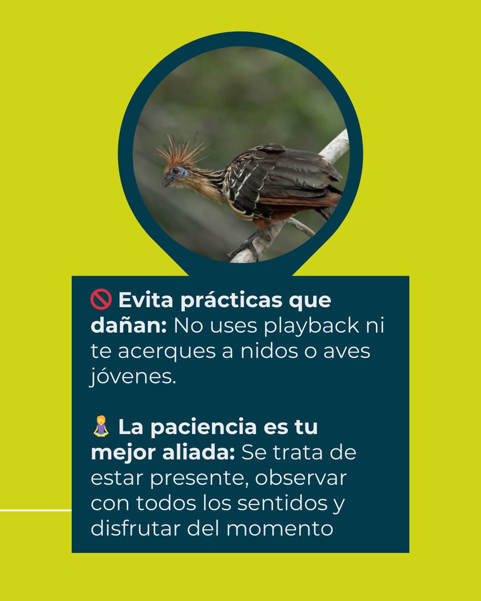 🐦 ¡Hoy celebramos el #GlobalBigDay! Una jornada donde el mundo entero se une para observar, registrar y proteger nuestras aves. ✨

Desde páramos hasta selvas, cada avistamiento cuenta y cada mirada al cielo es una oportunidad para reconocer la riqueza natural que nos rodea.👀🌳