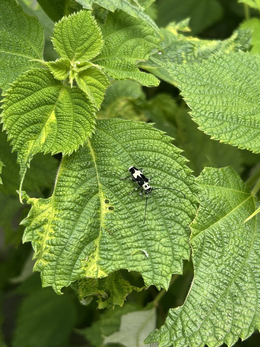 今年もラミーが始まった。