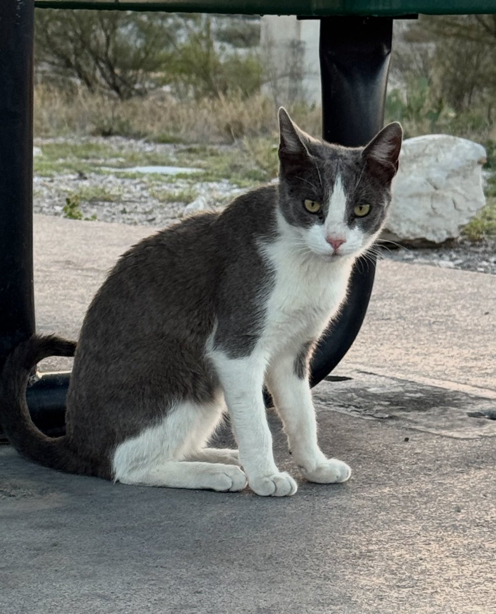 AliBradleyTV's tweet photo. Sweet stray cats down at Governor’s Landing at Lake Amistad in Del Rio 😍 Amazon randomly delivered a bag of cat food to my house a few days ago, @travyharrison and I went out to the campground today and met the grey one— We named him “Stad/Stadley” as in Ami-Stad. I went back tonight to put the food to good use and Stad had a buddy 🐈

They are both a little skiddish at first but no biting or scratching whatsoever—Neither of them are neutered. 

I know, I know—There are strays everywhere but these guys are just so sweet and wanted to share.