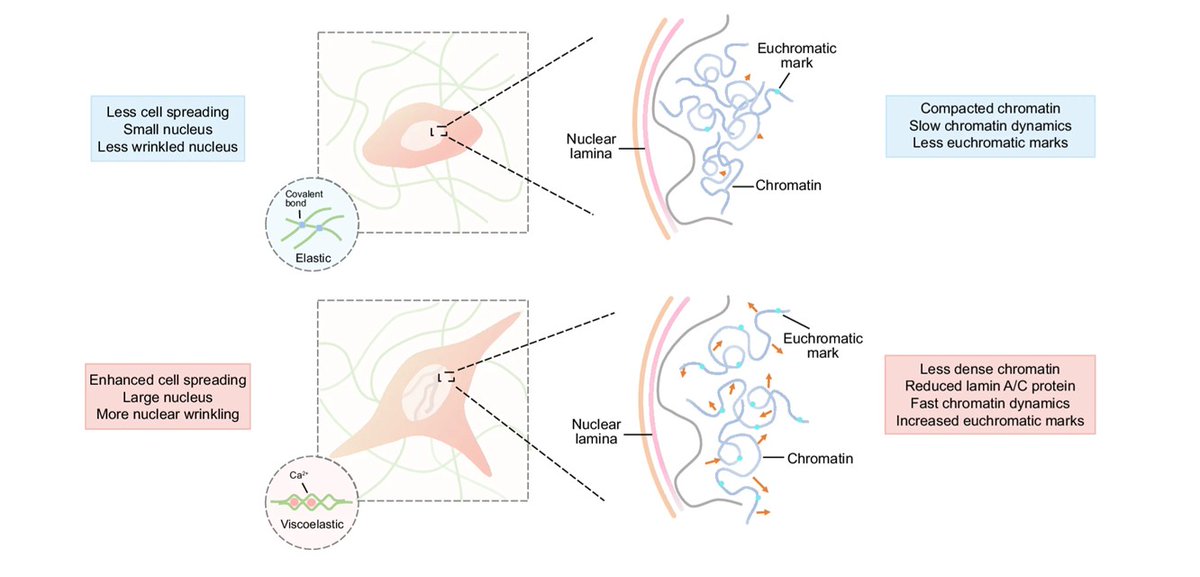 Extracellular Matrix News (@extracellmatrix) on Twitter photo Findings from this <a href="/NatureComms/">Nature Communications</a> study unravel the roles of matrix viscoelasticity in #epigenetic regulation and cell reprogramming, with implications for designing smart materials for cell fate engineering.
⛏️ Dig in: go.nature.com/43mkycN Findings from this <a href="/NatureComms/">Nature Communications</a> study unravel the roles of matrix viscoelasticity in #epigenetic regulation and cell reprogramming, with implications for designing smart materials for cell fate engineering.
⛏️ Dig in: go.nature.com/43mkycN