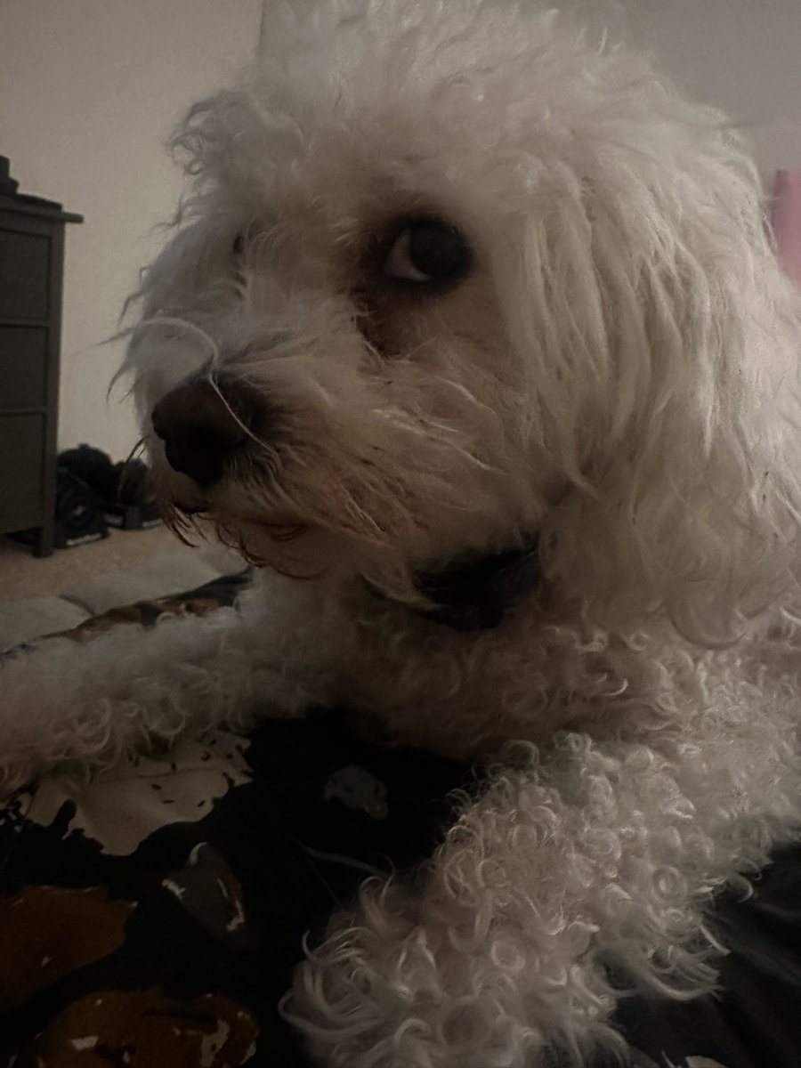 PoodleBoyLoki's tweet photo. #sideeye https://t.co/liJLI3MTOA