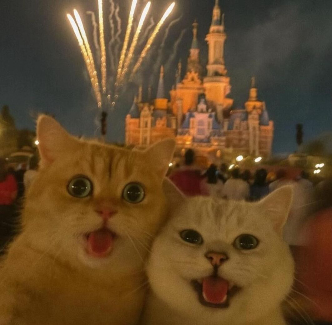 Cats with pawerful aura (@aurawithcats) on Twitter photo 