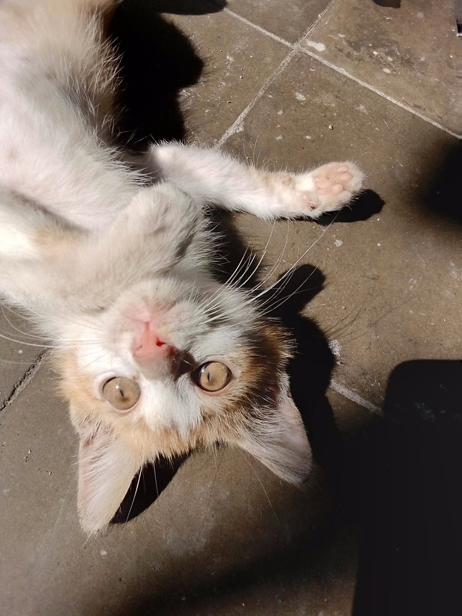 ca-rrot cat tweet media