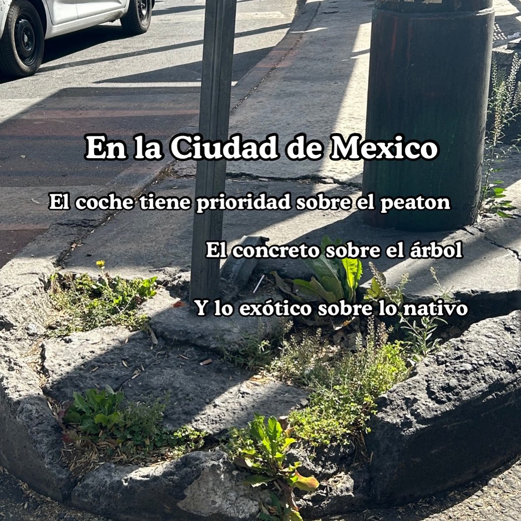 Hoy es día de verdades.

En una ciudad en constante crecimiento, donde con frecuencia se piensa que es necesario priorizar el concreto por encima de todo lo demás.