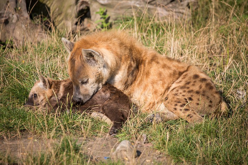 HourlyYeen's tweet image. [🔗](api.tinyfox.dev/hourly/Yeens/1…)