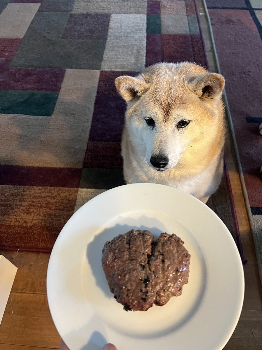 cascadia_seeds's tweet image. Happy 10th birthday to my stardawg, Allie!
