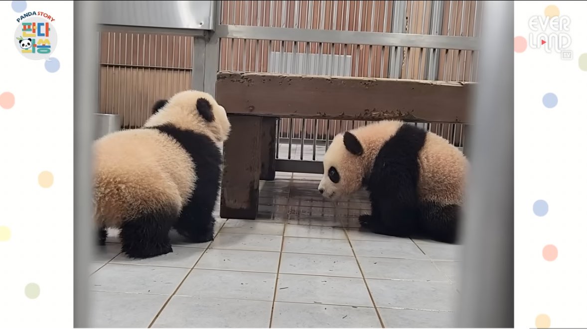 어떻게 판다 다리가 감자?😂