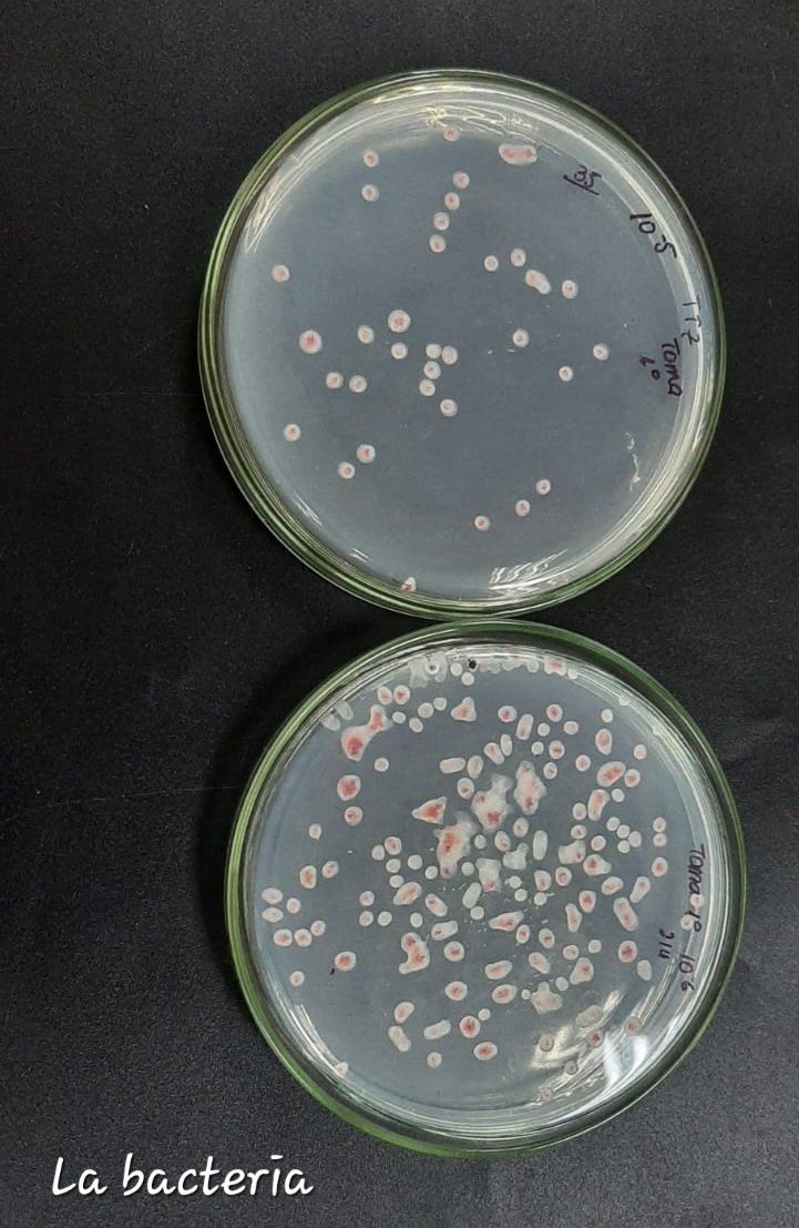 Marynes Montiel (@marynesmontiel) on Twitter photo Crecimiento de fagos en bioreactor. Desde el #labmicroambiental de la <a href="/fcvespol/">Facultad de Ciencias de la Vida</a> <a href="/DEC_INV_ESPOL/">Investigación ESPOL</a> <a href="/espol/">ESPOL</a> continuamos en el estudio de bacteriofagos como agentes de biocontrol. Vamos avanzando💯💥 Crecimiento de fagos en bioreactor. Desde el #labmicroambiental de la <a href="/fcvespol/">Facultad de Ciencias de la Vida</a> <a href="/DEC_INV_ESPOL/">Investigación ESPOL</a> <a href="/espol/">ESPOL</a> continuamos en el estudio de bacteriofagos como agentes de biocontrol. Vamos avanzando💯💥