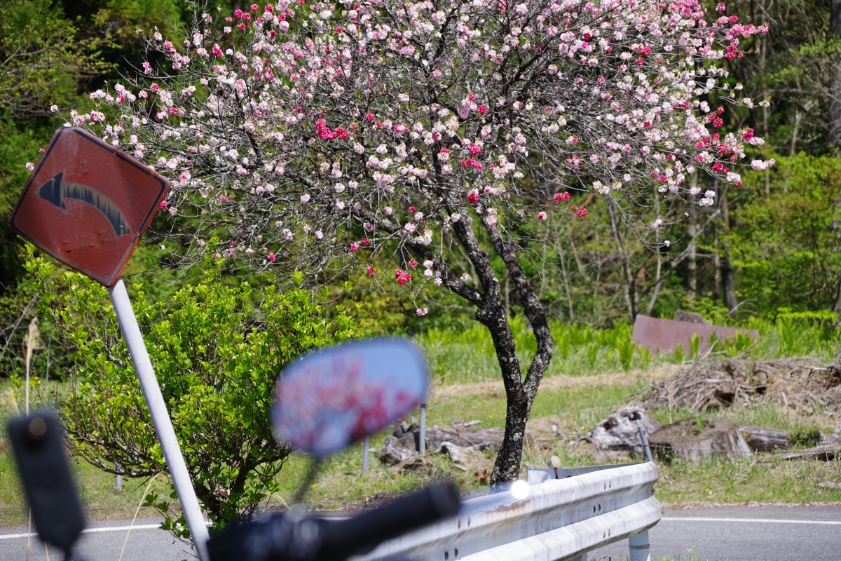 Demezaimoku's tweet photo. GW下栗の里ツー①
＃木曽峠
＃はなもも街道
＃杵原小学校
＃はなももキレイだった
＃寒かった
＃ファットボブ
＃FXFBS
＃PENTAX_KP
＃バイク乗りと繋がりたい
＃写真好きと繋がりたい

＃今日もちょい冷える https://t.co/2CA2boV6V5