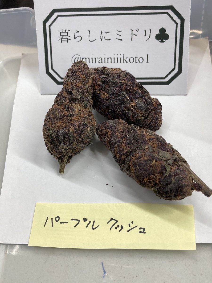 mirainiiikoto1's tweet photo. チャンネル消えたので拡散お願いします💦

リポスト&amp;チャンネル登録

🌷5個×10名🎁

チャンネル内でどんどん発表していきます💐

📺ちゃんねる📺
https://t.co/TtlRA8ixSA https://t.co/v2nipYmqbz