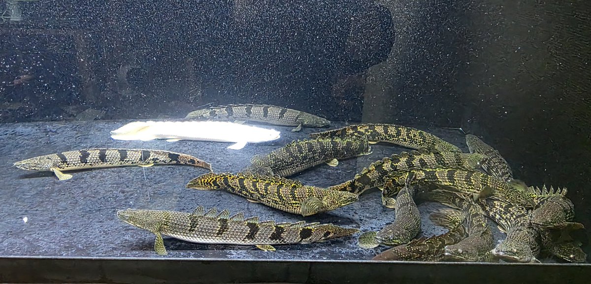 Po_Delhezi's tweet image. 今日は数年振りに会った友人がデルさんお迎えしてくれました☺️
水替メンテ中😃
#Polypterus
#bichir
#delhezi
#デルヘジ
#デルヘッジ