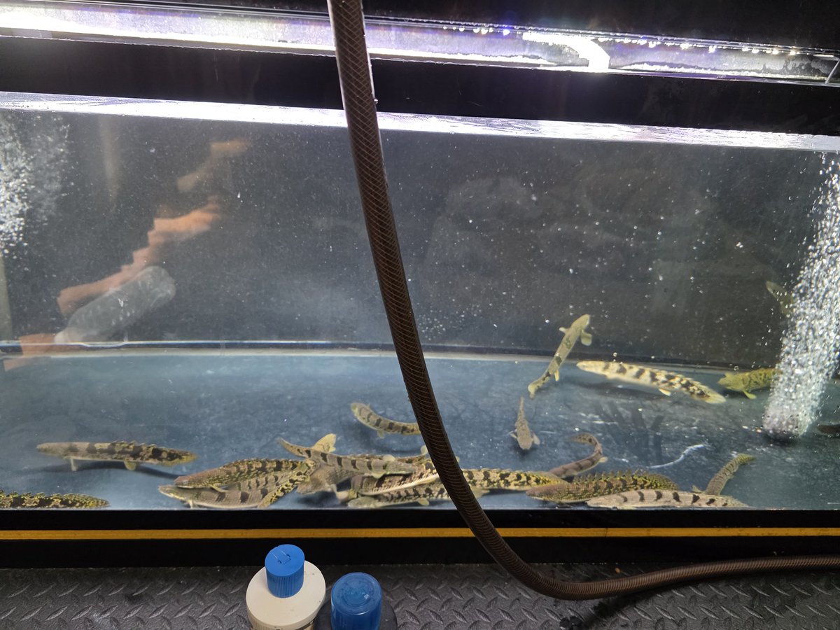 Po_Delhezi's tweet image. 今日は数年振りに会った友人がデルさんお迎えしてくれました☺️
水替メンテ中😃
#Polypterus
#bichir
#delhezi
#デルヘジ
#デルヘッジ