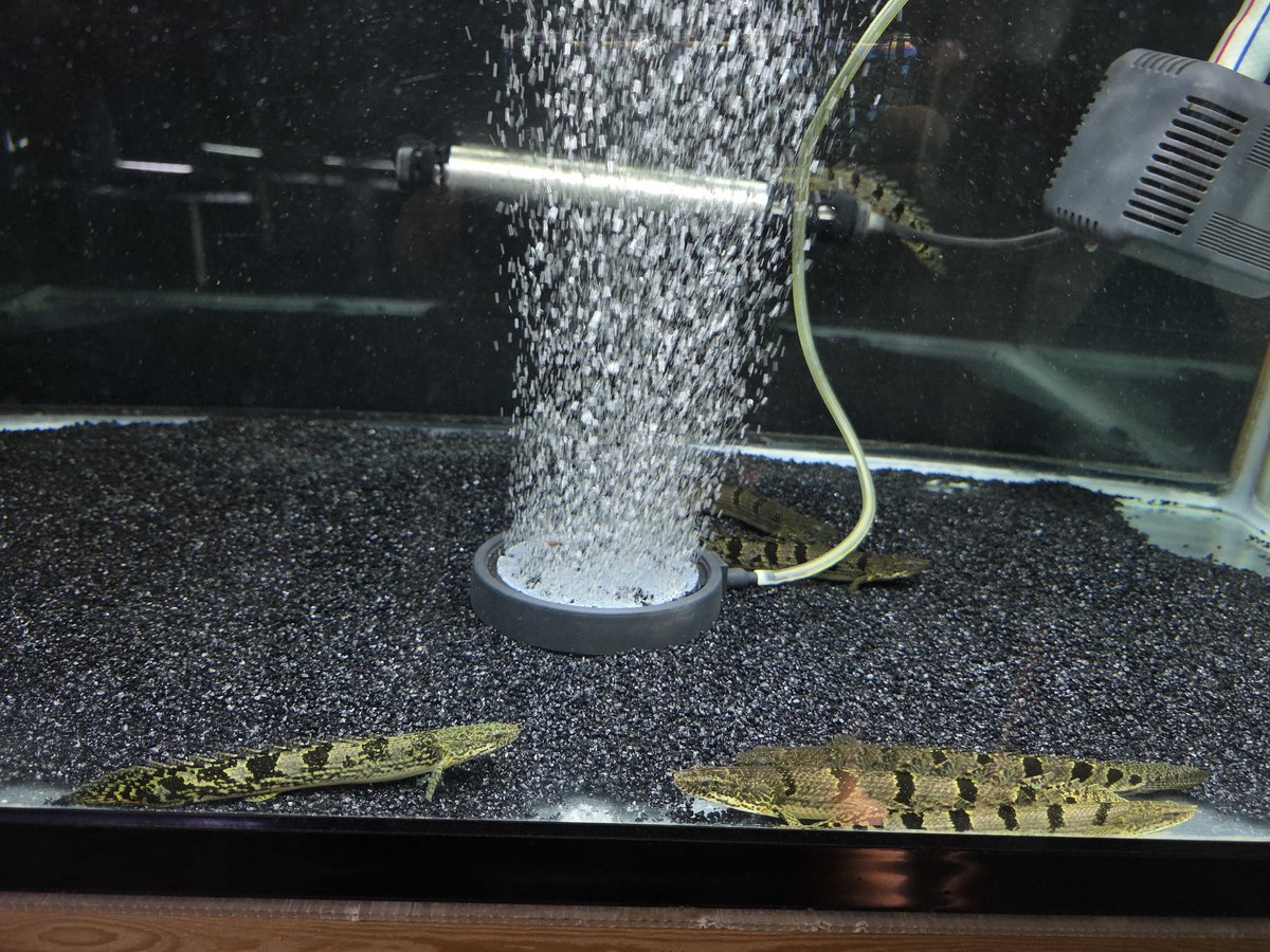 Po_Delhezi's tweet image. 今日は数年振りに会った友人がデルさんお迎えしてくれました☺️
水替メンテ中😃
#Polypterus
#bichir
#delhezi
#デルヘジ
#デルヘッジ