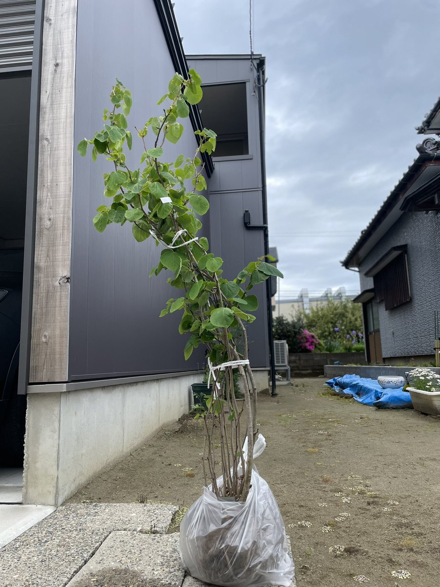 170センチほどのマルバノキ
4500円で買ってきました！🉐