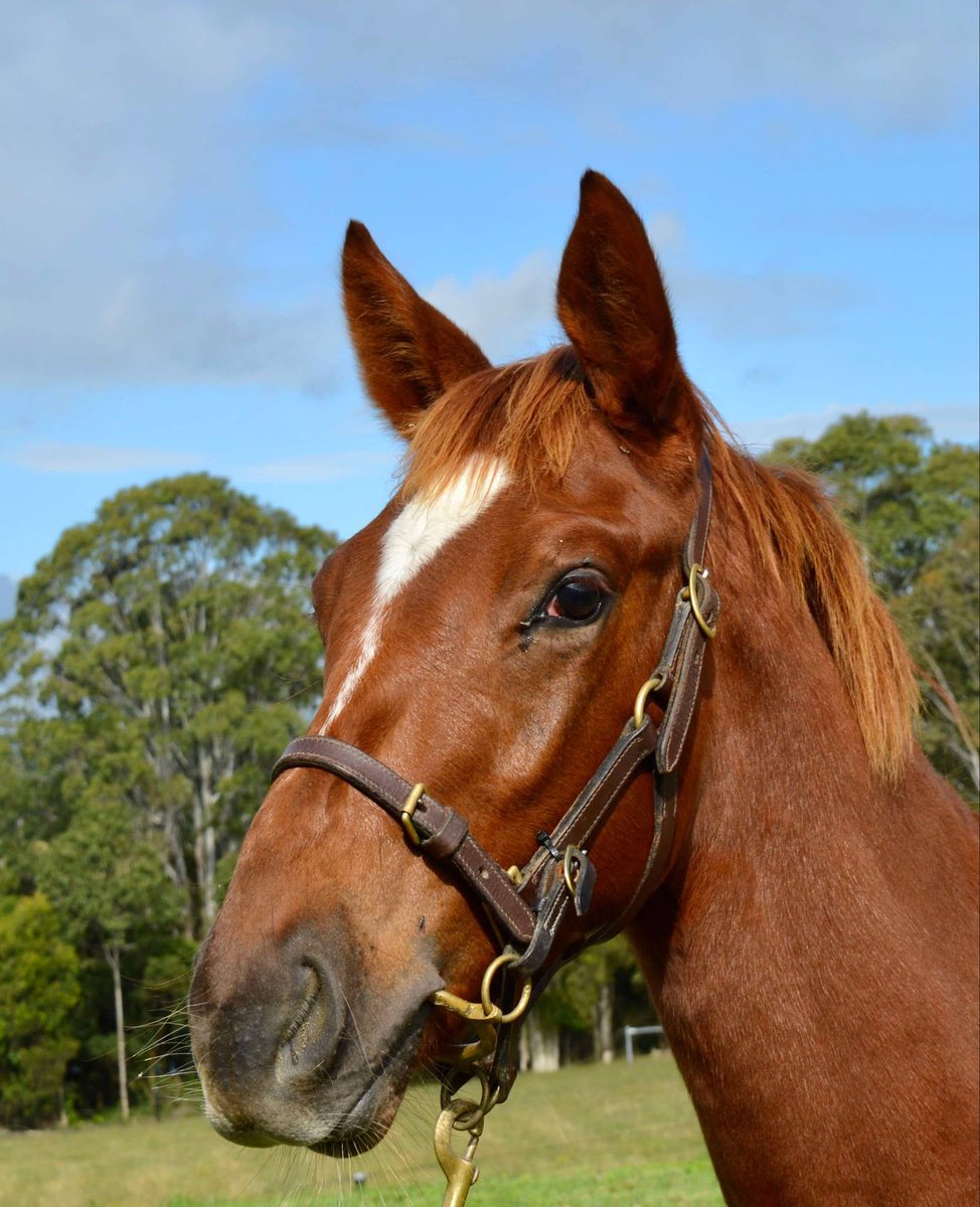Magic Millions (@mmsnippets) on Twitter photo This gorgeous colt is a full brother to today's Adelaide Group winning juvenile Steel Trap. He's in preparation for the upcoming National Weanling Sale for <a href="/Phoenix_mare/">Phoenix Broodmares</a>. Lot 84!
#PedigreeUpdate This gorgeous colt is a full brother to today's Adelaide Group winning juvenile Steel Trap. He's in preparation for the upcoming National Weanling Sale for <a href="/Phoenix_mare/">Phoenix Broodmares</a>. Lot 84!
#PedigreeUpdate