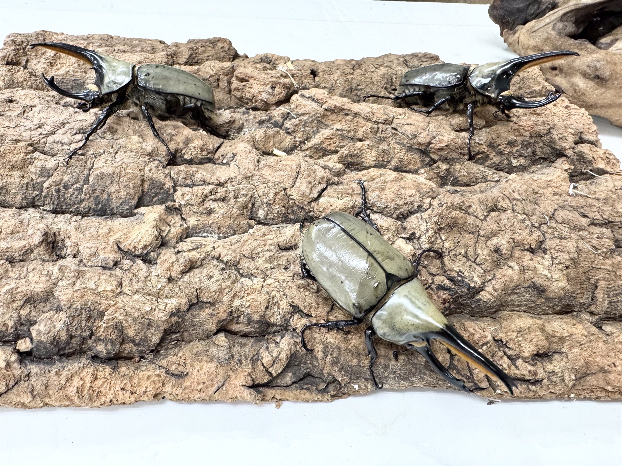 LUMBERJACK（ランバージャック） on X: 