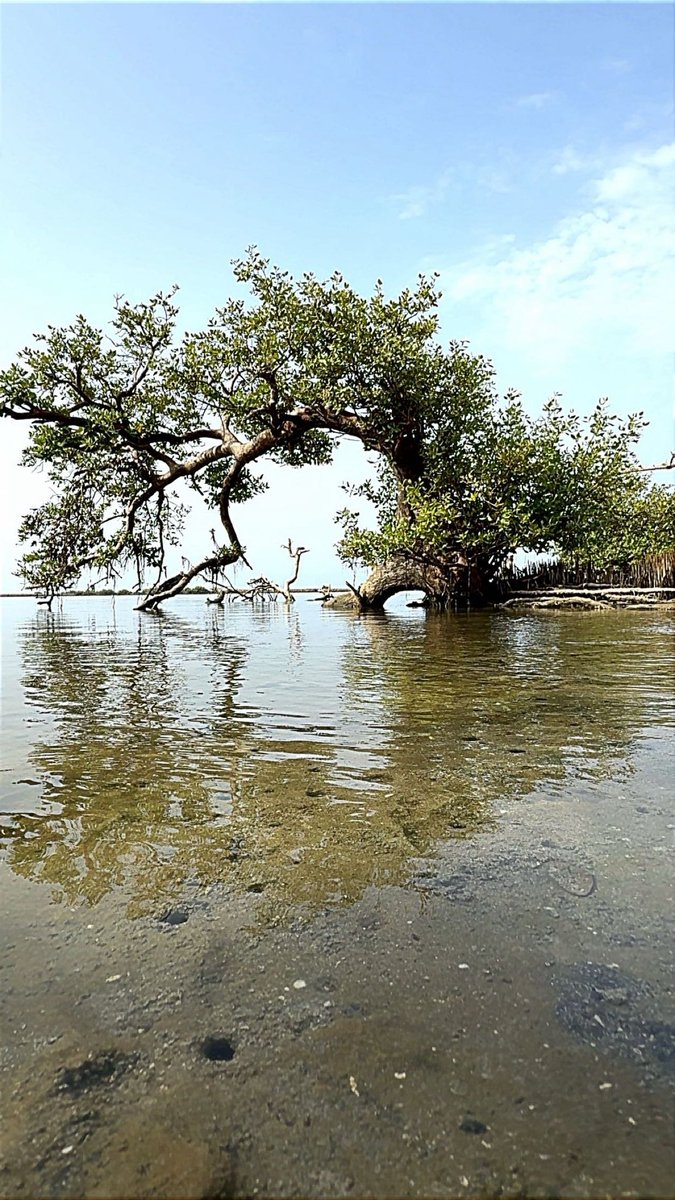 أشجار #المانغروف من ساحل #عسير #القحمة