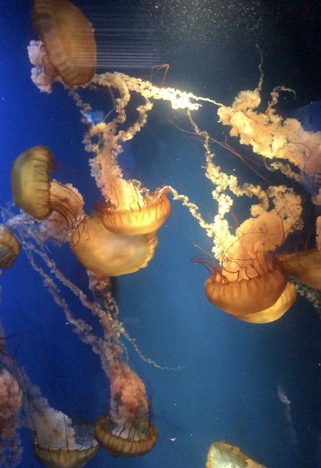 Twitterのコスプレ画像40