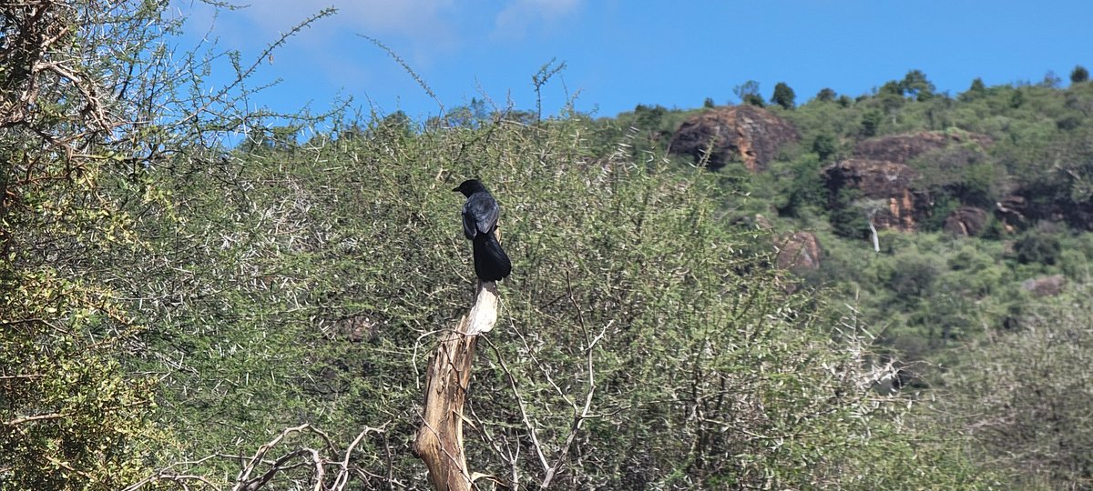 Dr. Nina Wambiji (@nwambiji) on Twitter photo Happy #WorldMigratoryBirdDay2025. On site <a href="/mpala_rc/">Mpala Research Centre / @mpalarc.bsky.social</a> and documenting beautiful birds. Happy #WorldMigratoryBirdDay2025. On site <a href="/mpala_rc/">Mpala Research Centre / @mpalarc.bsky.social</a> and documenting beautiful birds.