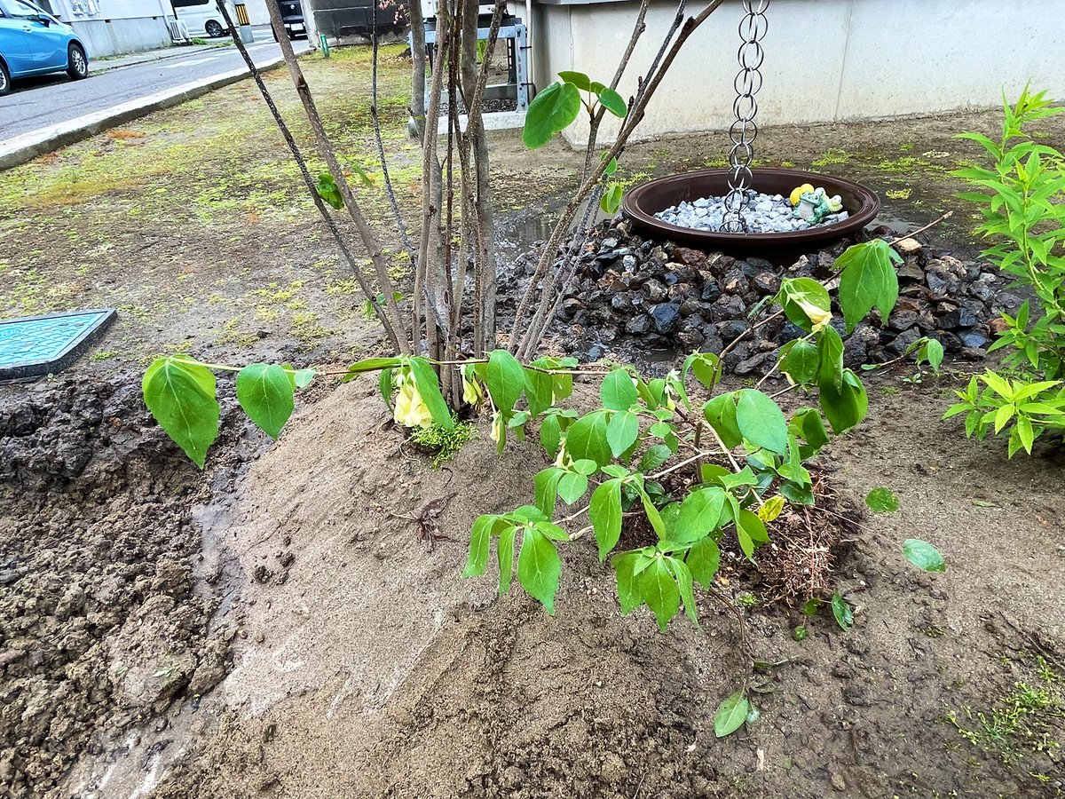 親戚のお山で引っこ抜いてきたブツですが…

これ、なんだかわかりますか？
1枚目…もみじ系？
2枚目…ウツギ的な？